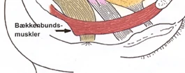 kegel